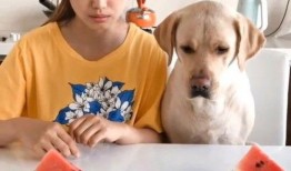 二狗网红吃瓜视频,揭秘娱乐圈幕后真相